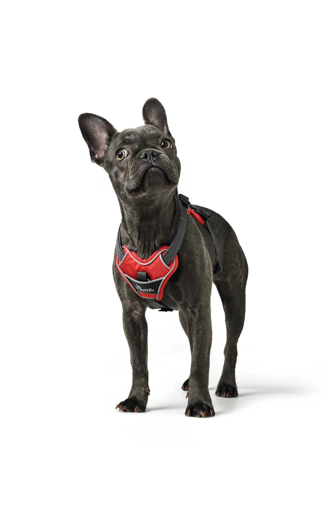 Hunter Divo hundesele M rød/grå just mave 56-73 cm - Stabil pasform og aktiv komfort